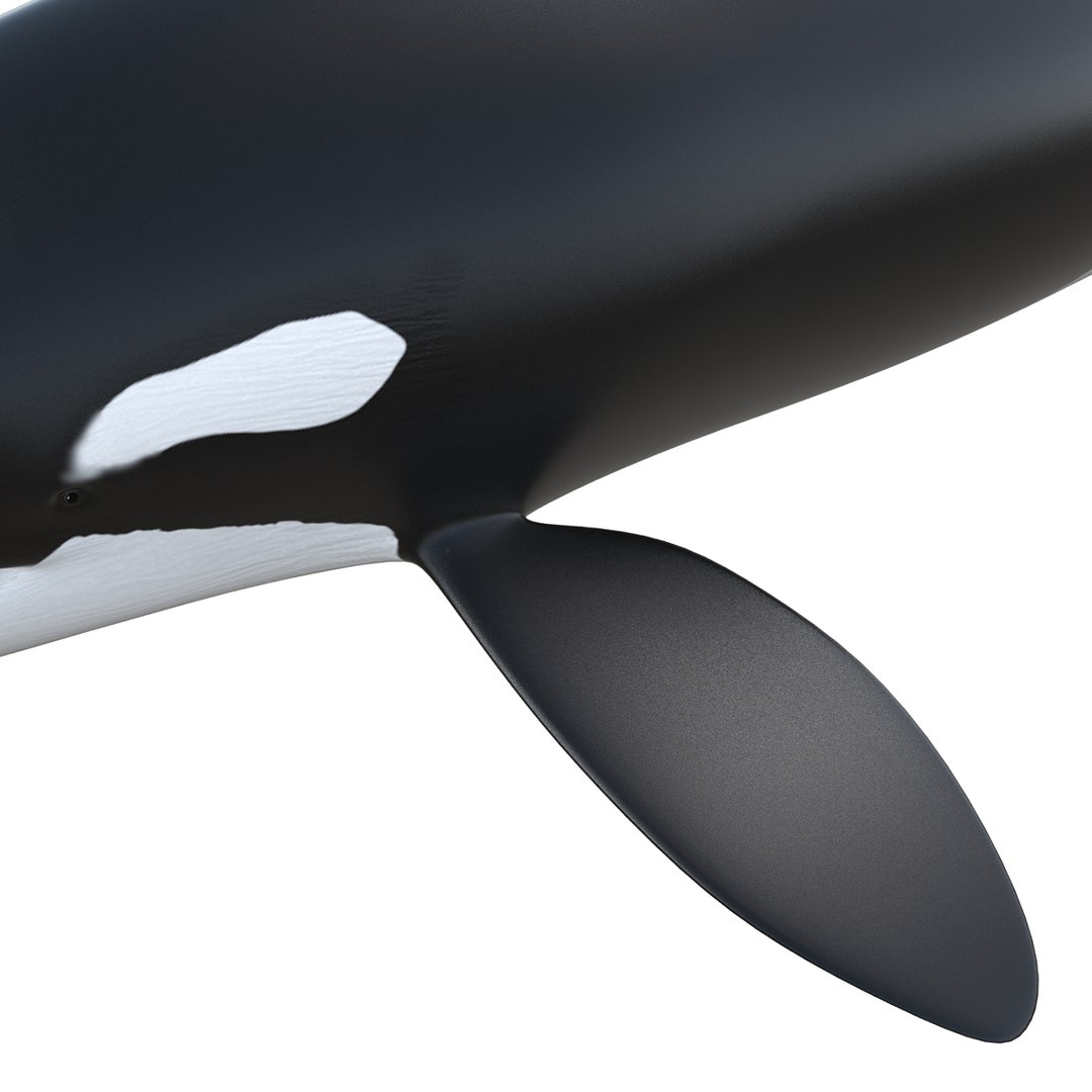 3d killer whale orca https://p.turbosquid.com/ts-thumb/j8/zeqk4y/7Jw84ytz/whale_0009/jpg/1426172934/1920x1080/fit_q87/f3eaec709dc3fd68768e800001b44e69bbee0ae2/whale_0009.jpg