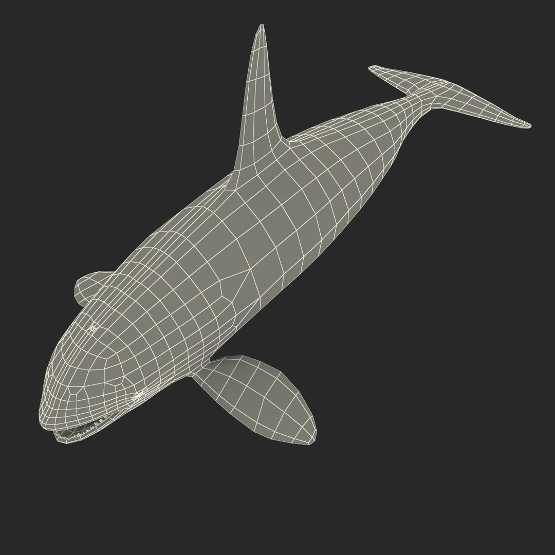 3d killer whale orca https://p.turbosquid.com/ts-thumb/j8/zeqk4y/7kJkzyKJ/whale_0021/jpg/1426172934/1920x1080/fit_q87/41d05fbab4593dec7f6f7cf9d59c56658472fc5c/whale_0021.jpg