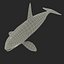 Killer whale