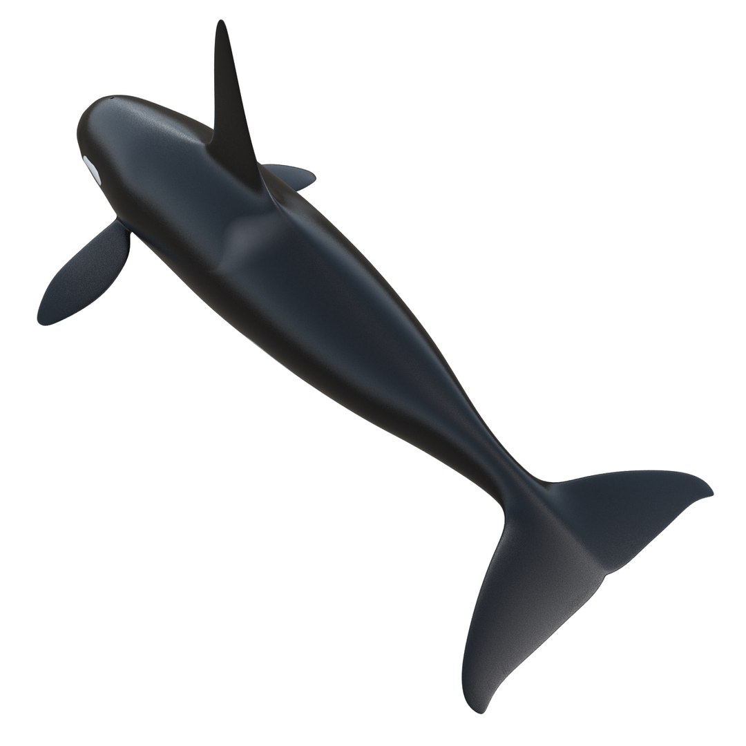 3d killer whale orca https://p.turbosquid.com/ts-thumb/j8/zeqk4y/AN9vJRzx/whale_0003/jpg/1426172934/1920x1080/fit_q87/f6e71328b88d01d0fec4ec12cc8ce5a044bd33cf/whale_0003.jpg