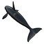 Killer whale