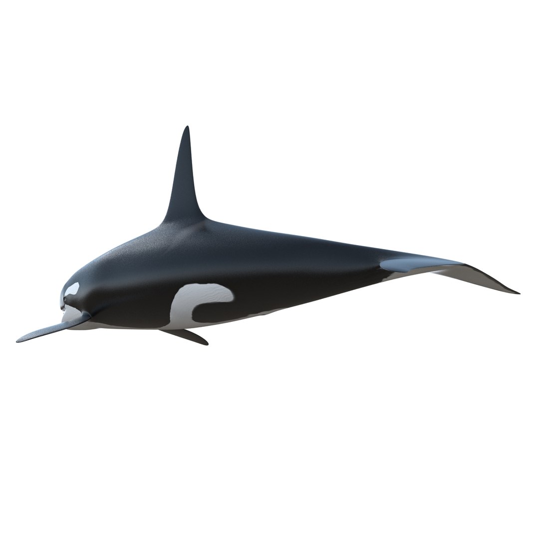 3d killer whale orca https://p.turbosquid.com/ts-thumb/j8/zeqk4y/D8RLfxmU/whale_0019/jpg/1426172934/1920x1080/fit_q87/8d55fb525c8ad3555b55a747db0682606cc03209/whale_0019.jpg
