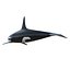Killer whale