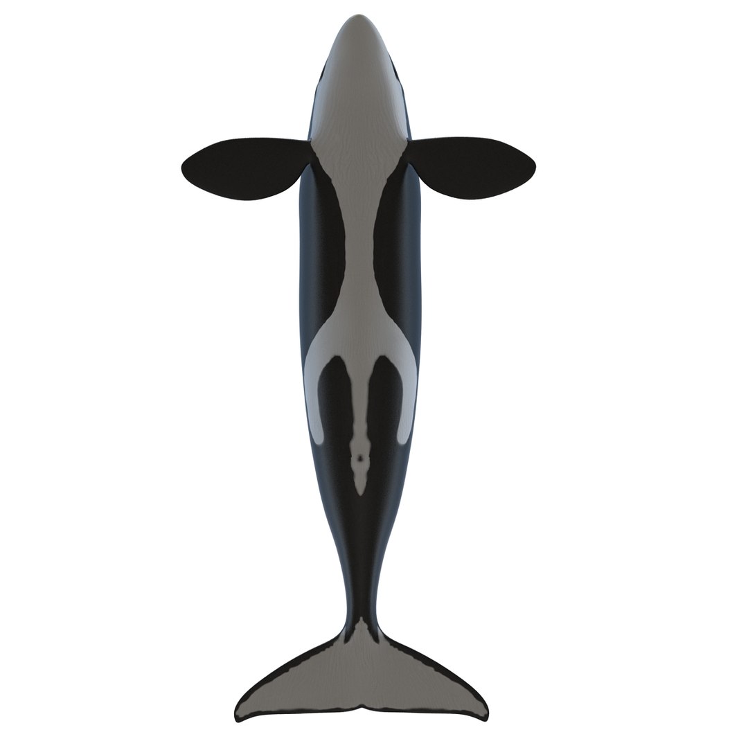 3d killer whale orca https://p.turbosquid.com/ts-thumb/j8/zeqk4y/Exah4sjF/whale_0015/jpg/1426172934/1920x1080/fit_q87/08457cf90efd924be3bee685e2448941c5f155bf/whale_0015.jpg
