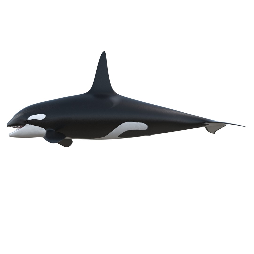 3d killer whale orca https://p.turbosquid.com/ts-thumb/j8/zeqk4y/FBIDwkXY/whale_0017/jpg/1426172934/1920x1080/fit_q87/cc845e18403fe5fe60b0f28c1cec2633f22c116e/whale_0017.jpg