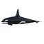 Killer whale