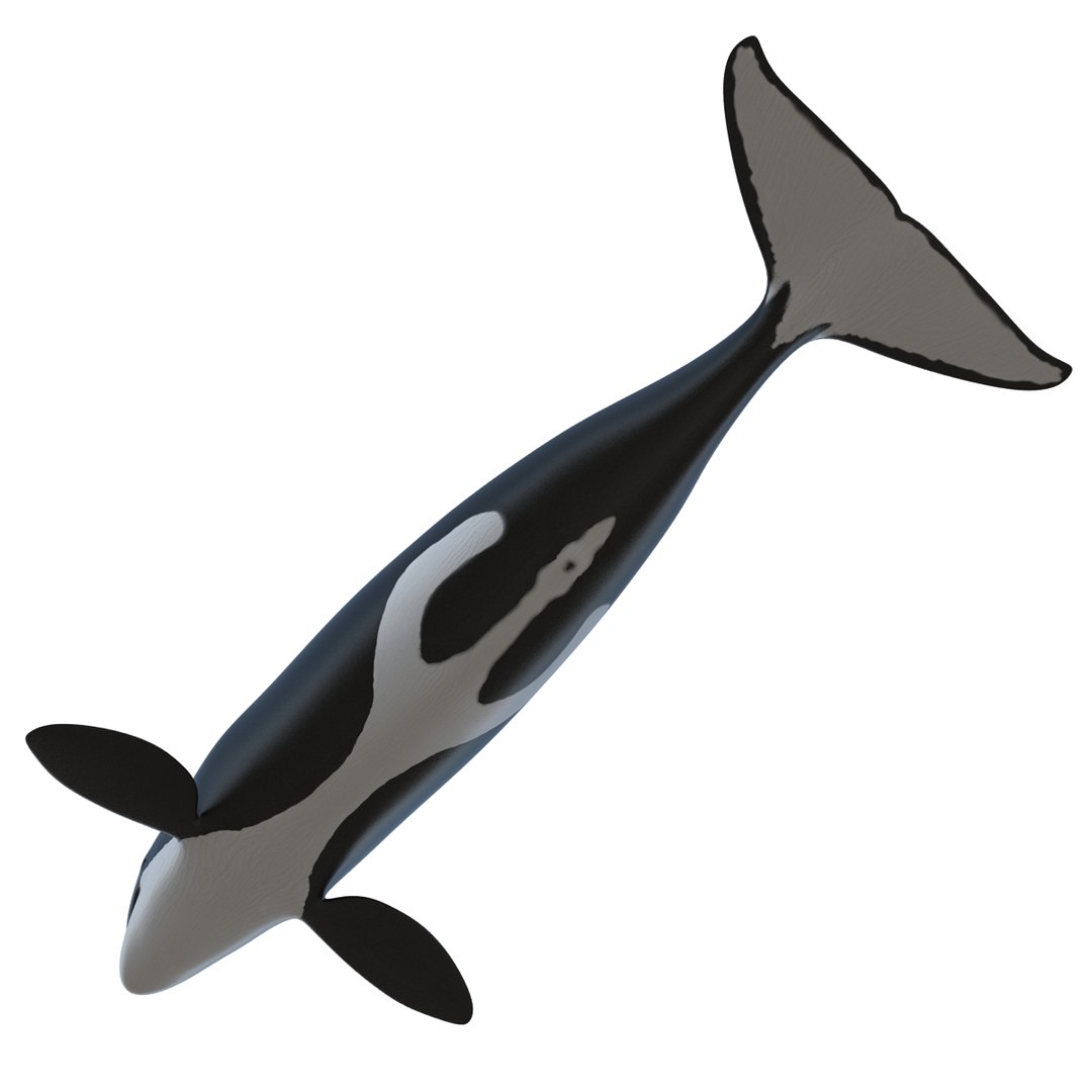 3d killer whale orca https://p.turbosquid.com/ts-thumb/j8/zeqk4y/I3o49F5W/whale_0005/jpg/1426172934/1920x1080/fit_q87/4b97080f3d28a630101c2f4caee3c4910a167bd6/whale_0005.jpg