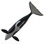 Killer whale