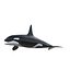 Killer whale