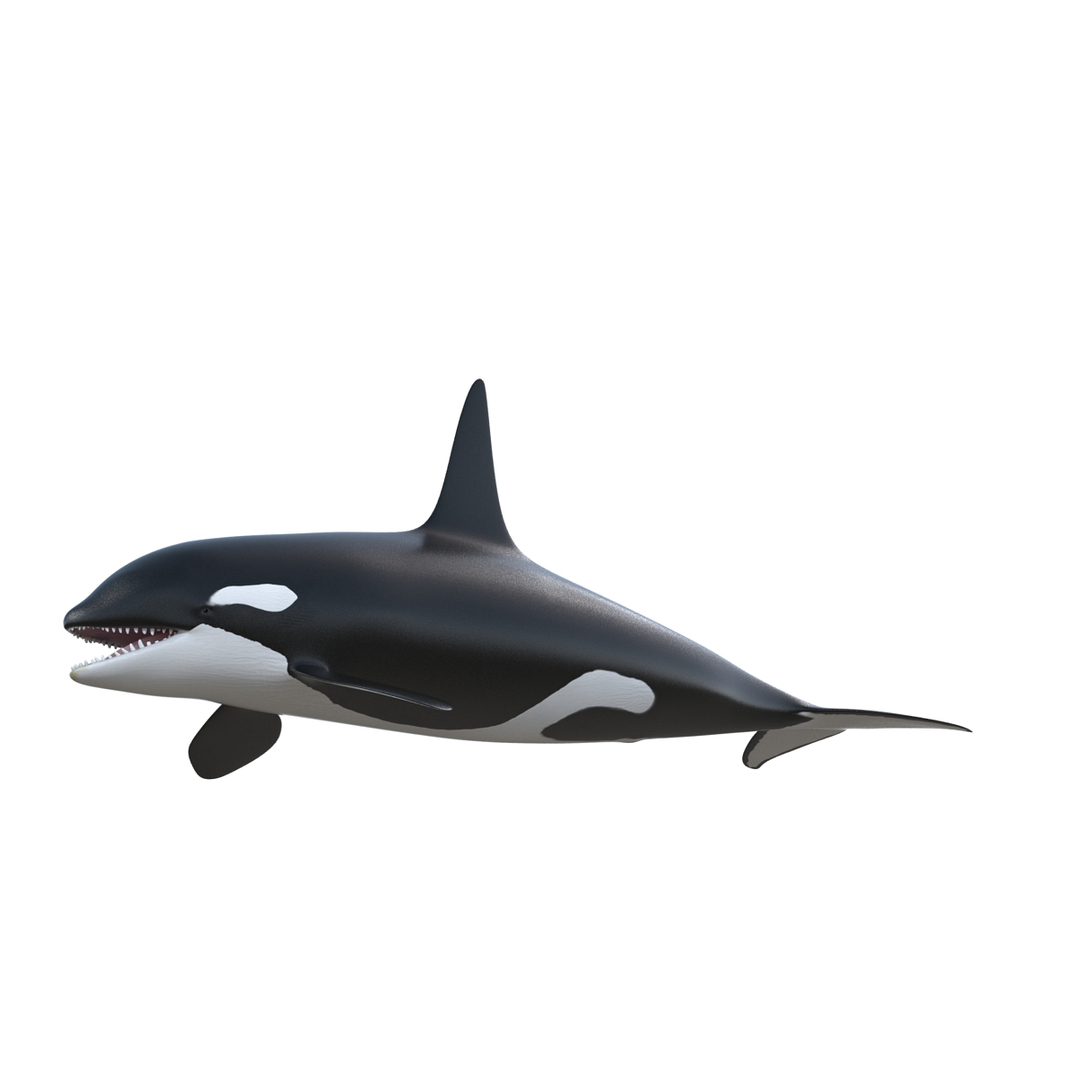 3d killer whale orca https://p.turbosquid.com/ts-thumb/j8/zeqk4y/JTYdntRr/killer_whale/jpg/1426173064/1920x1080/turn_fit_q99/2a1c60759977d155a73a07cc78f53b990ce00e5d/killer_whale-1.jpg