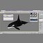 Killer whale