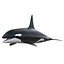 Killer whale