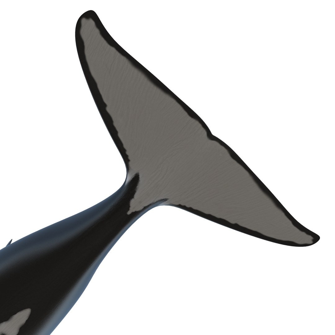 3d killer whale orca https://p.turbosquid.com/ts-thumb/j8/zeqk4y/QVpFtU2P/whale_0014/jpg/1426172934/1920x1080/fit_q87/315fd72b02404f00188c4f9e53c78ef96efbd44f/whale_0014.jpg