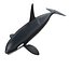Killer whale