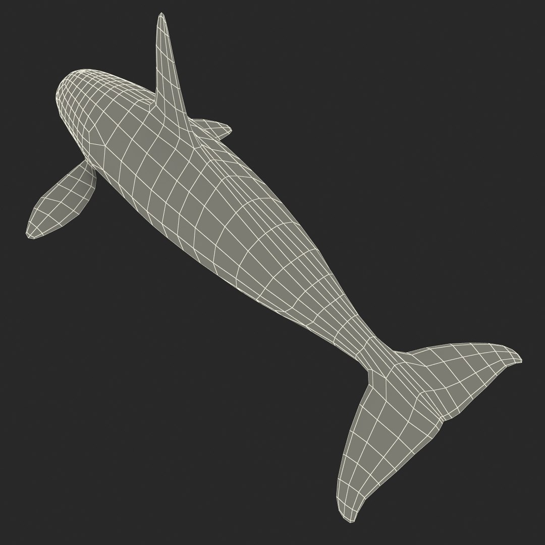 3d killer whale orca https://p.turbosquid.com/ts-thumb/j8/zeqk4y/TKZJZkgE/whale_0022/jpg/1426172934/1920x1080/fit_q87/2d2524277beacc2a6d1386c7273f1e620a3ffd67/whale_0022.jpg