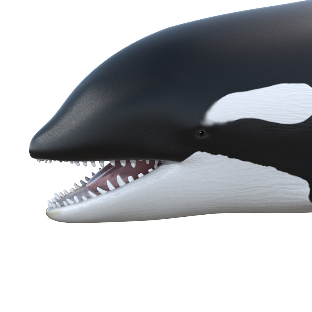 3d killer whale orca https://p.turbosquid.com/ts-thumb/j8/zeqk4y/Wd8BobVO/whale_0008/jpg/1426172934/1920x1080/fit_q87/15878a1af9df80081ecfd52a86643d5811c9b720/whale_0008.jpg