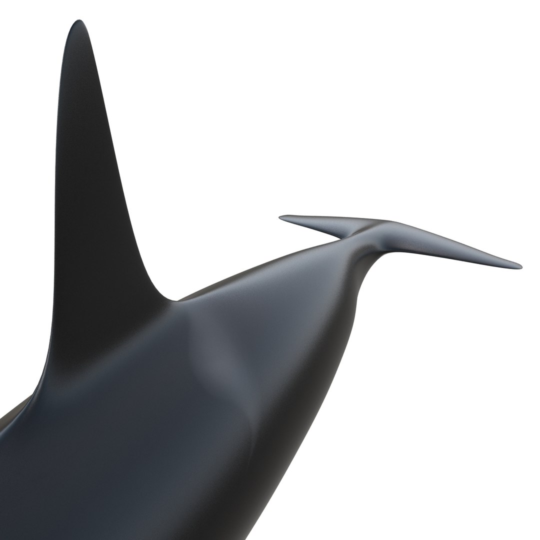 3d killer whale orca https://p.turbosquid.com/ts-thumb/j8/zeqk4y/Ws65XkPJ/whale_0011/jpg/1426172934/1920x1080/fit_q87/197ff3ff3a6a4314fab98c033f9c4b553a918759/whale_0011.jpg