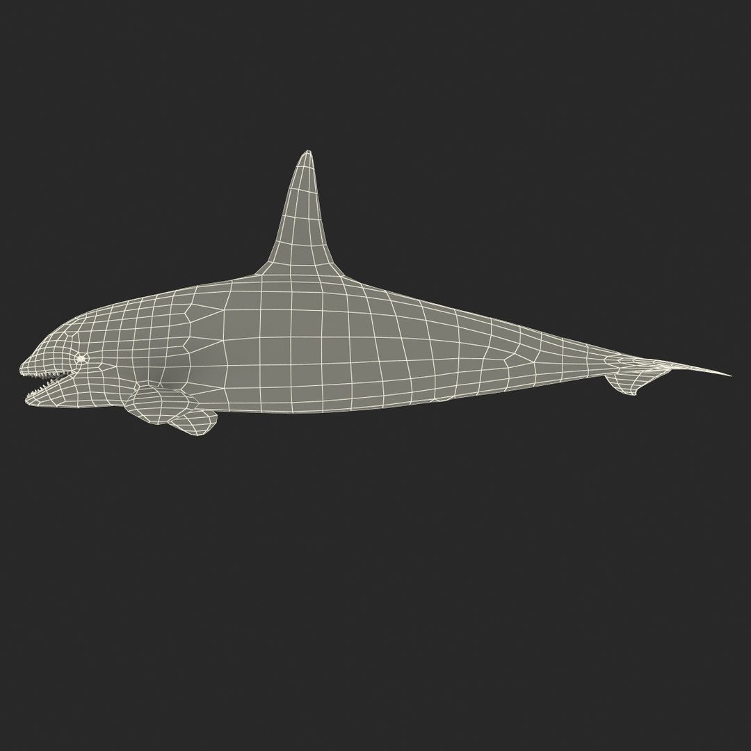 3d killer whale orca https://p.turbosquid.com/ts-thumb/j8/zeqk4y/c0S6G6F1/whale_0020/jpg/1426172934/1920x1080/fit_q87/999ec2d390035611fd8ad14c673dc47f067551e1/whale_0020.jpg