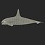 Killer whale