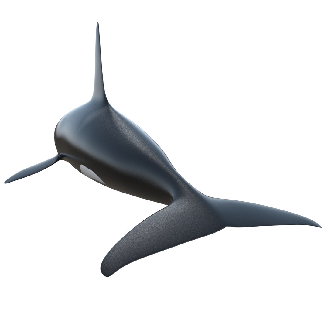 3d killer whale orca https://p.turbosquid.com/ts-thumb/j8/zeqk4y/hogpQQXk/whale_0007/jpg/1426172934/1920x1080/fit_q87/e311225a52e4ca308b9abc1350d85d42631ec9c2/whale_0007.jpg