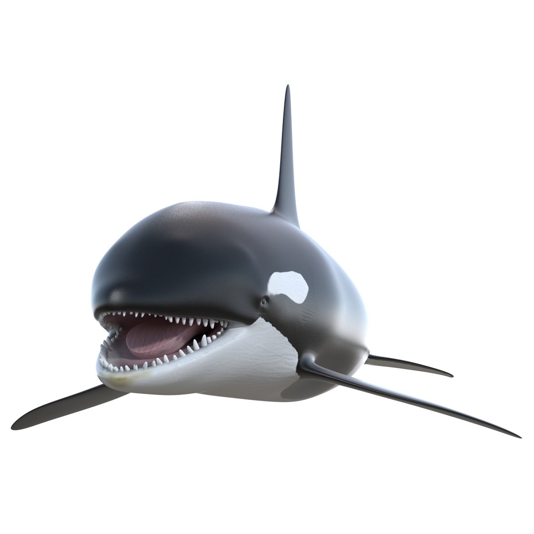 3d killer whale orca https://p.turbosquid.com/ts-thumb/j8/zeqk4y/imtJQyTh/whale_0006/jpg/1426172934/1920x1080/fit_q87/fbfcb1db4f26b24adb5ab25bd8c4e469d7ca69ea/whale_0006.jpg