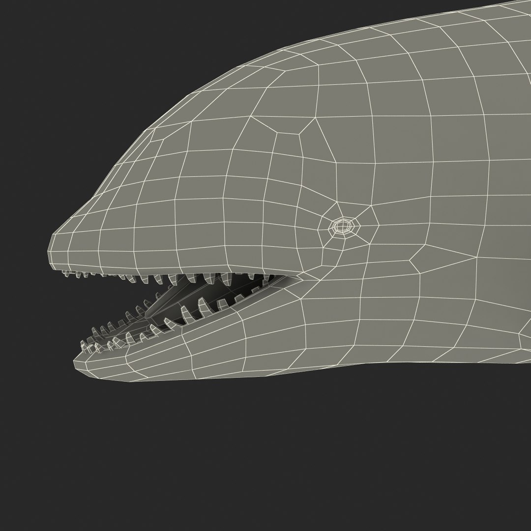 3d killer whale orca https://p.turbosquid.com/ts-thumb/j8/zeqk4y/lw2eR6Nl/whale_0025/jpg/1426172934/1920x1080/fit_q87/e113ba7b431319c6d4013e1669a6b307f6c1a820/whale_0025.jpg
