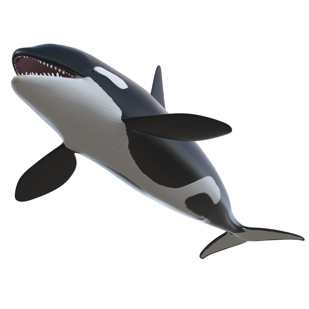 3d killer whale orca https://p.turbosquid.com/ts-thumb/j8/zeqk4y/mDHAPqUV/whale_0004/jpg/1426172934/1920x1080/fit_q87/b309fef453984c801b25c7b6a0ad57ad0169ea58/whale_0004.jpg