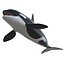 Killer whale