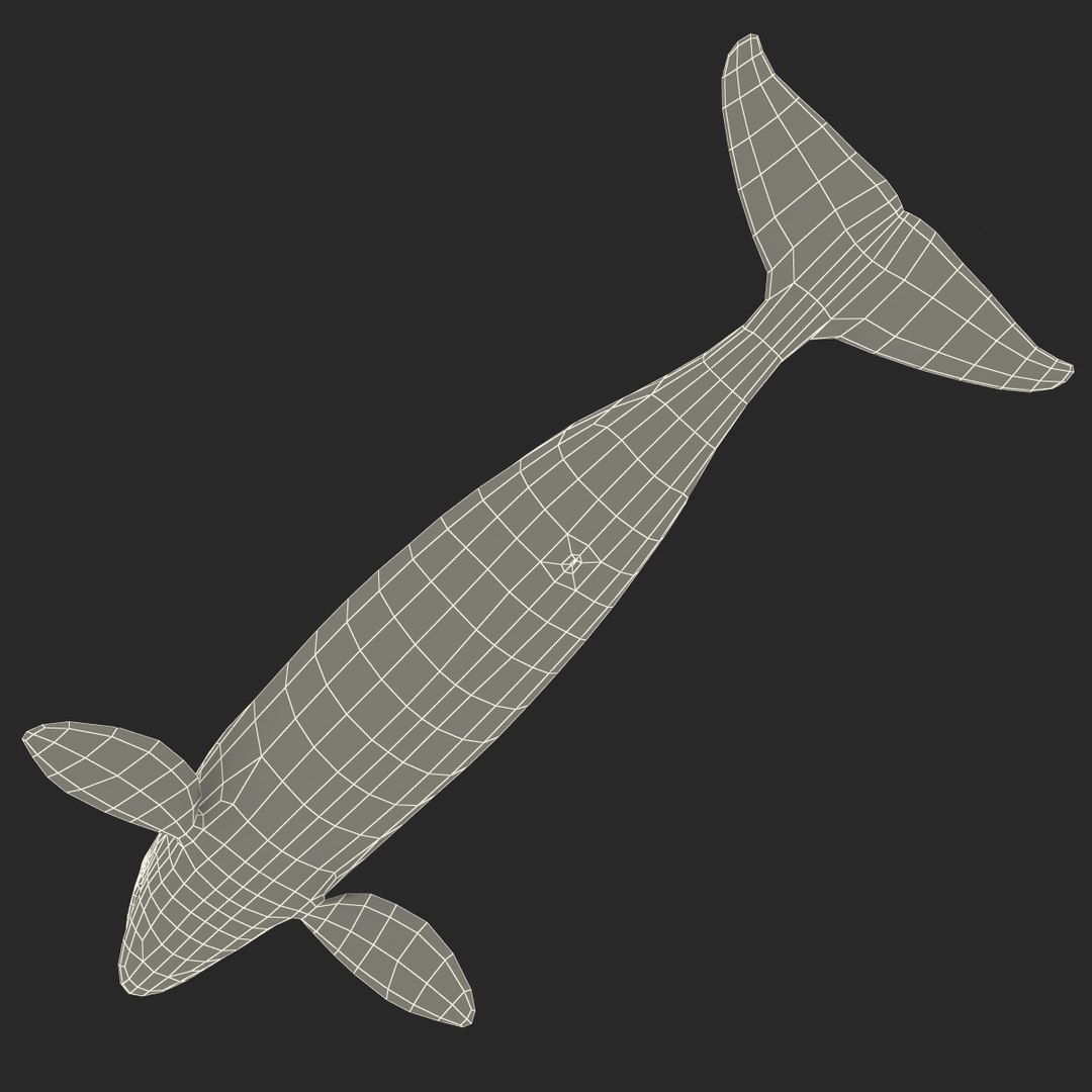 3d killer whale orca https://p.turbosquid.com/ts-thumb/j8/zeqk4y/mjyw3eoO/whale_0024/jpg/1426172934/1920x1080/fit_q87/876b84af7dc882055a1e2e5a0383f2e0e4bf4e80/whale_0024.jpg