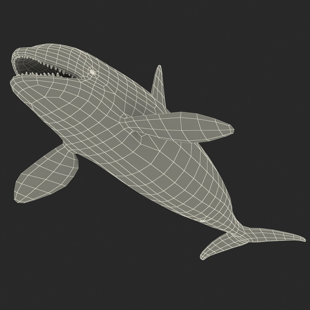 3d killer whale orca https://p.turbosquid.com/ts-thumb/j8/zeqk4y/rb8XwMNY/whale_0023/jpg/1426172934/1920x1080/fit_q87/9ae34fd134771b20b36bcedbd7832bb91cdad5c1/whale_0023.jpg