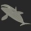 Killer whale