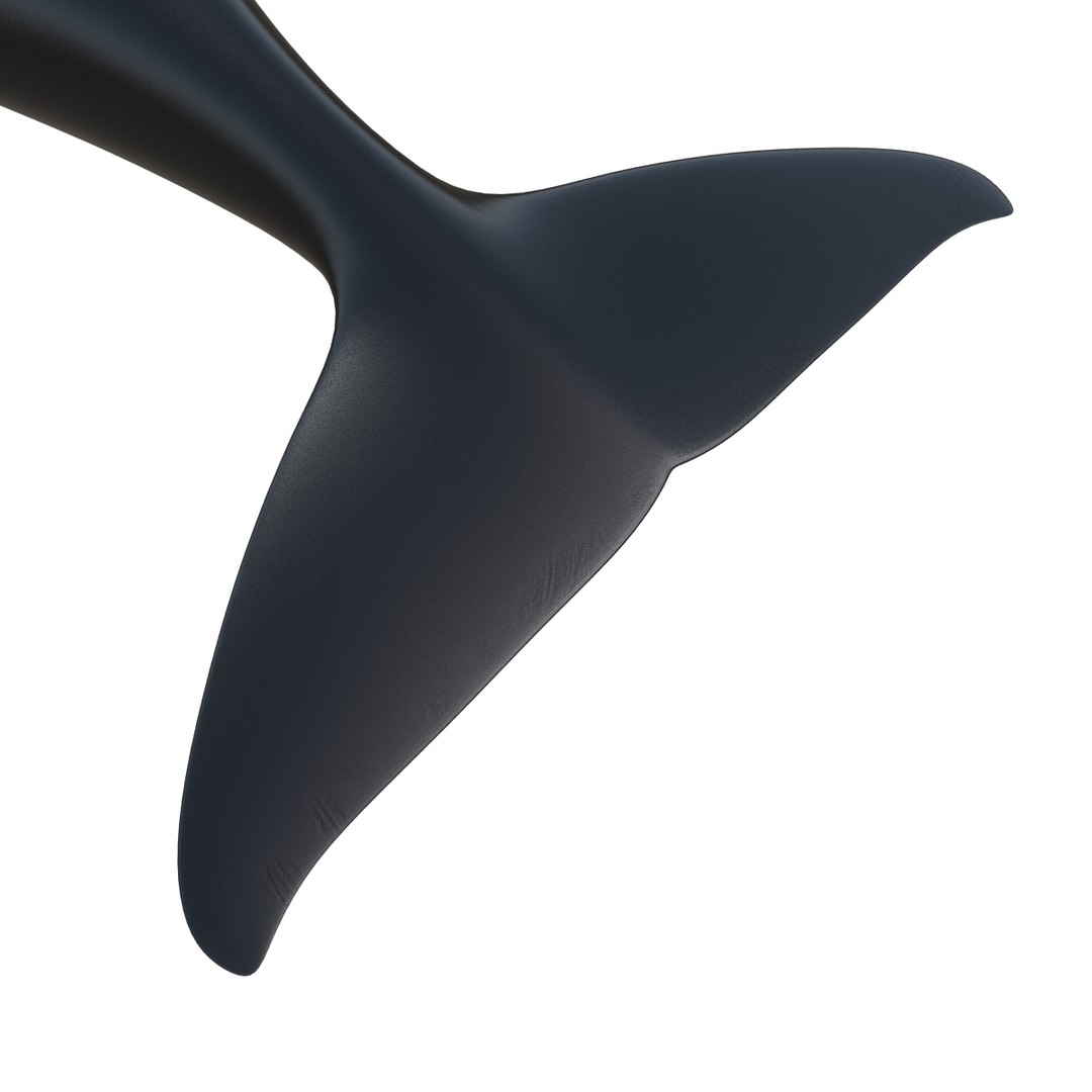 3d killer whale orca https://p.turbosquid.com/ts-thumb/j8/zeqk4y/ry1Lqpyd/whale_0012/jpg/1426172934/1920x1080/fit_q87/bb7c50ee440306cf4147477044495896532c6ec8/whale_0012.jpg