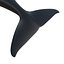 Killer whale