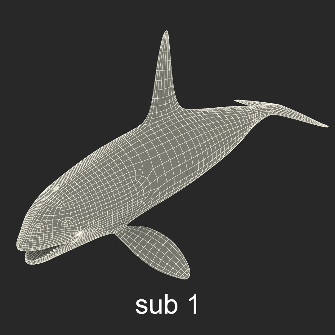 3d killer whale orca https://p.turbosquid.com/ts-thumb/j8/zeqk4y/wpEZwI4m/whale_0027/jpg/1426172934/1920x1080/fit_q87/22c1b525d7a66fd3ffc5a0c0edb06d8760b92f7e/whale_0027.jpg