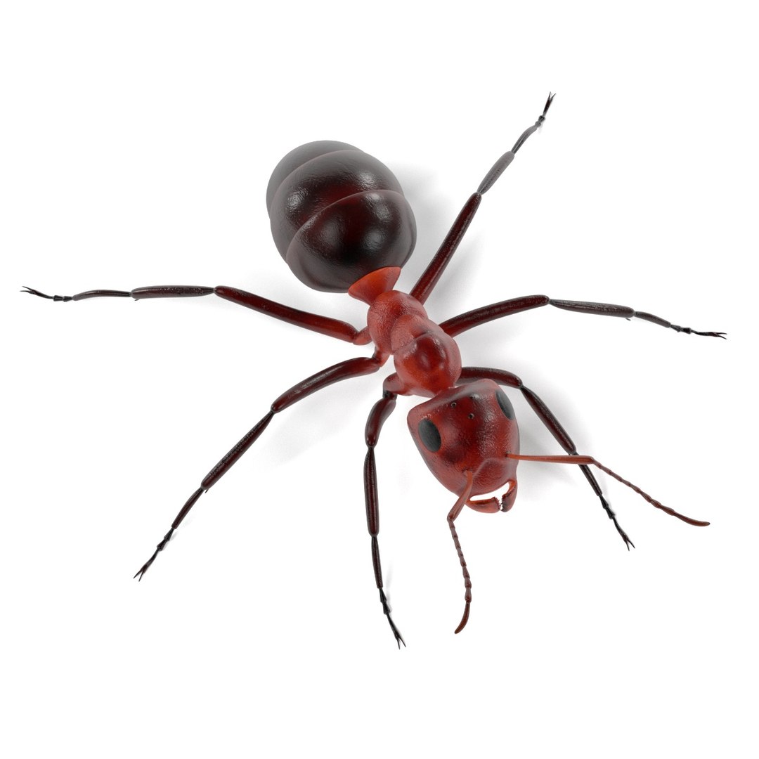 3D Insect - Huge Collection https://p.turbosquid.com/ts-thumb/j9/2U7ZEY/AA5aEBpC/anta/jpg/1763689891/1920x1080/fit_q87/f240a7d1d60ba7cda9f949ac2882b8f9ceb1f382/anta.jpg