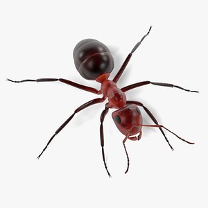 Ant