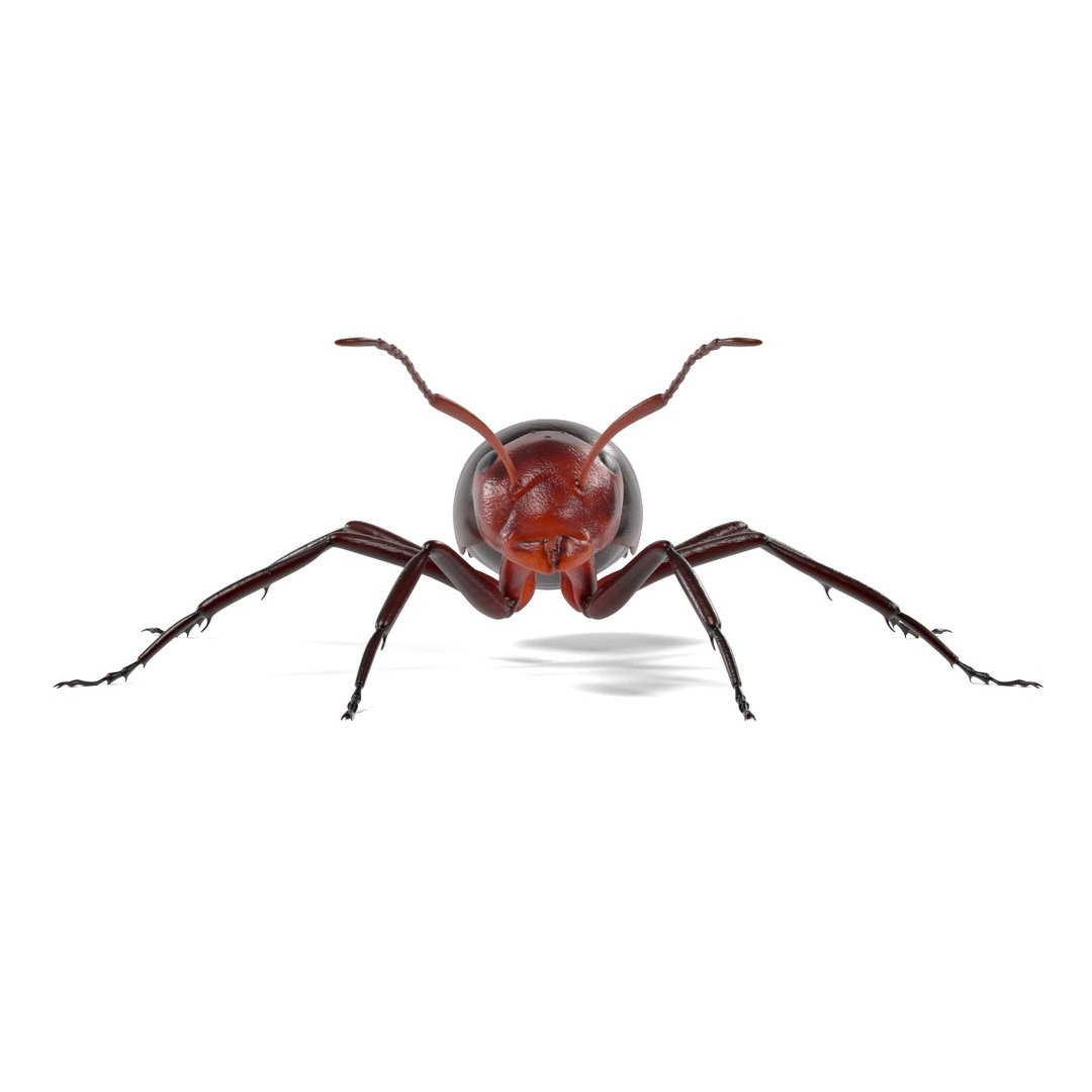 Red Ant 3d Obj