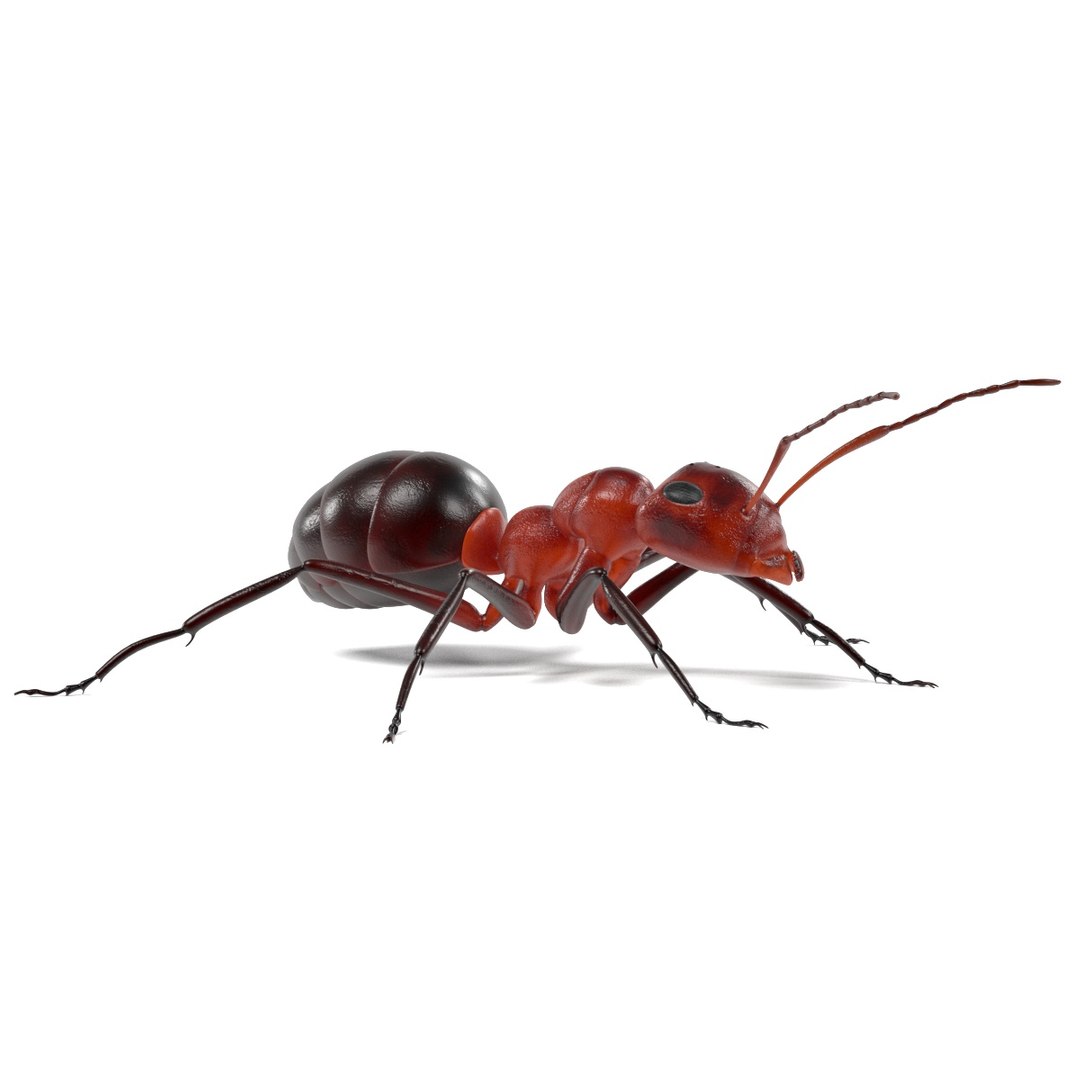 red ant 3d obj https://p.turbosquid.com/ts-thumb/j9/2U7ZEY/sssooE9P/anth/jpg/1483532070/1920x1080/fit_q87/7746b72391cd8f9e5a20fe9f1b0a1f2eae9839a0/anth.jpg