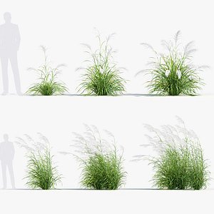 Miscanthus sacchariflorus Amur silver grass 01