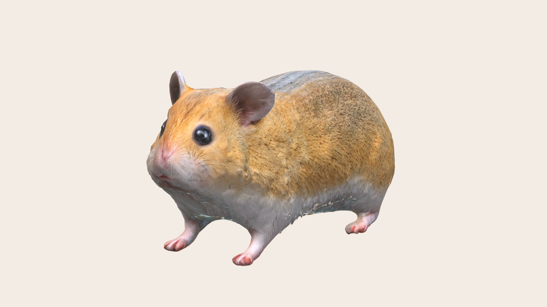 3D Hamster Model - TurboSquid 2286987