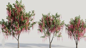 3D Barringtonia Acutangula b model