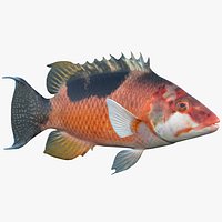 Saddleback Hogfish Costa Rican