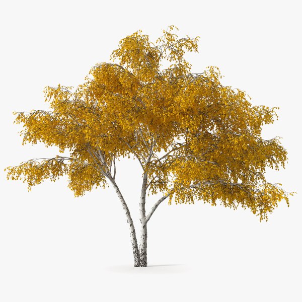 3d silver birch yellow tree