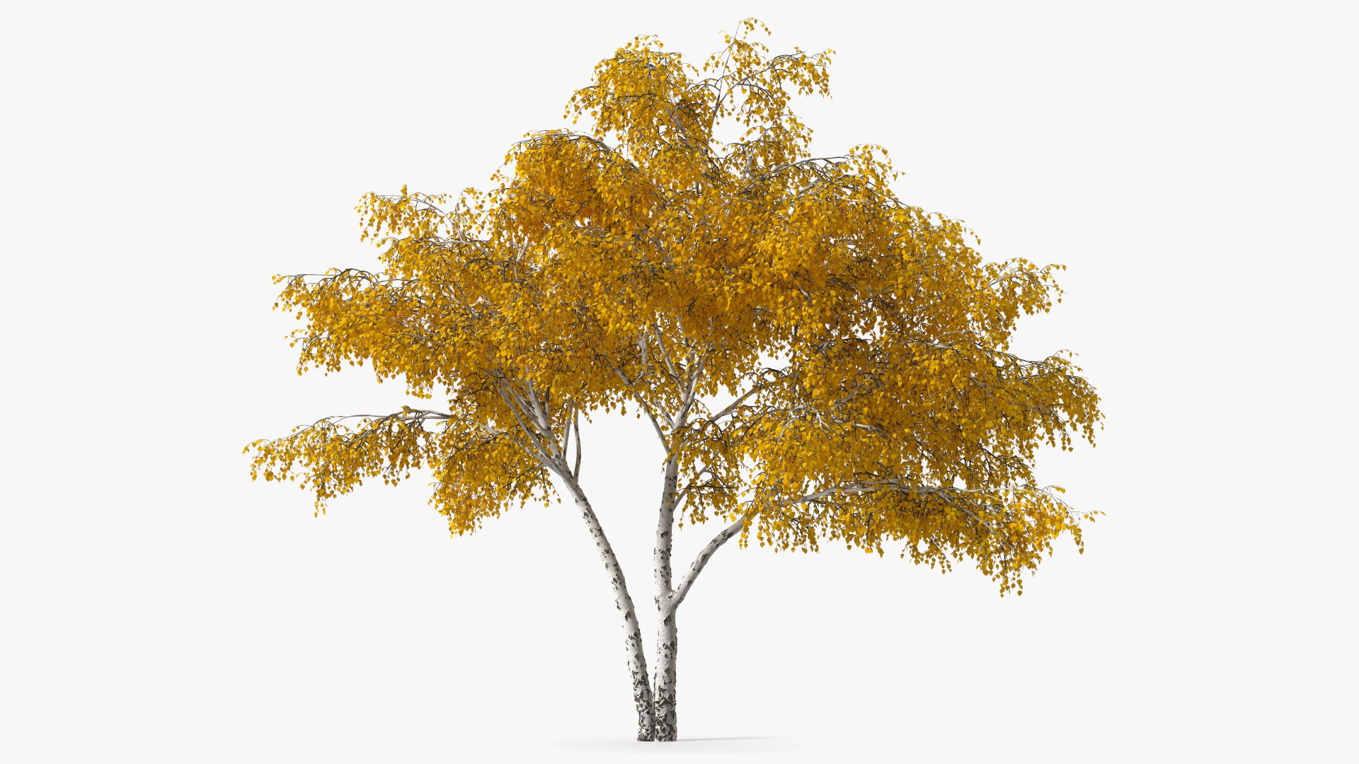 Silver Birch Yellow Tree 3D model preview