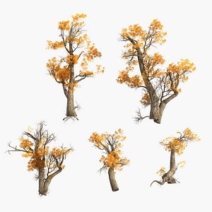 populus euphratica 3D