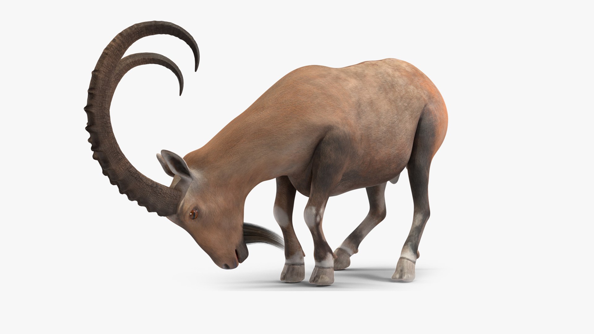 Alpine Ibex Rigged for Cinema 4D 3D model preview