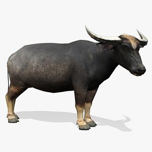 water buffalo animations model