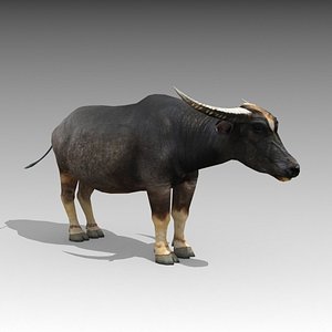 water buffalo animations model