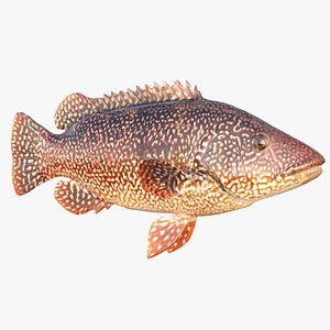 3D Ballan Wrasse Fish model