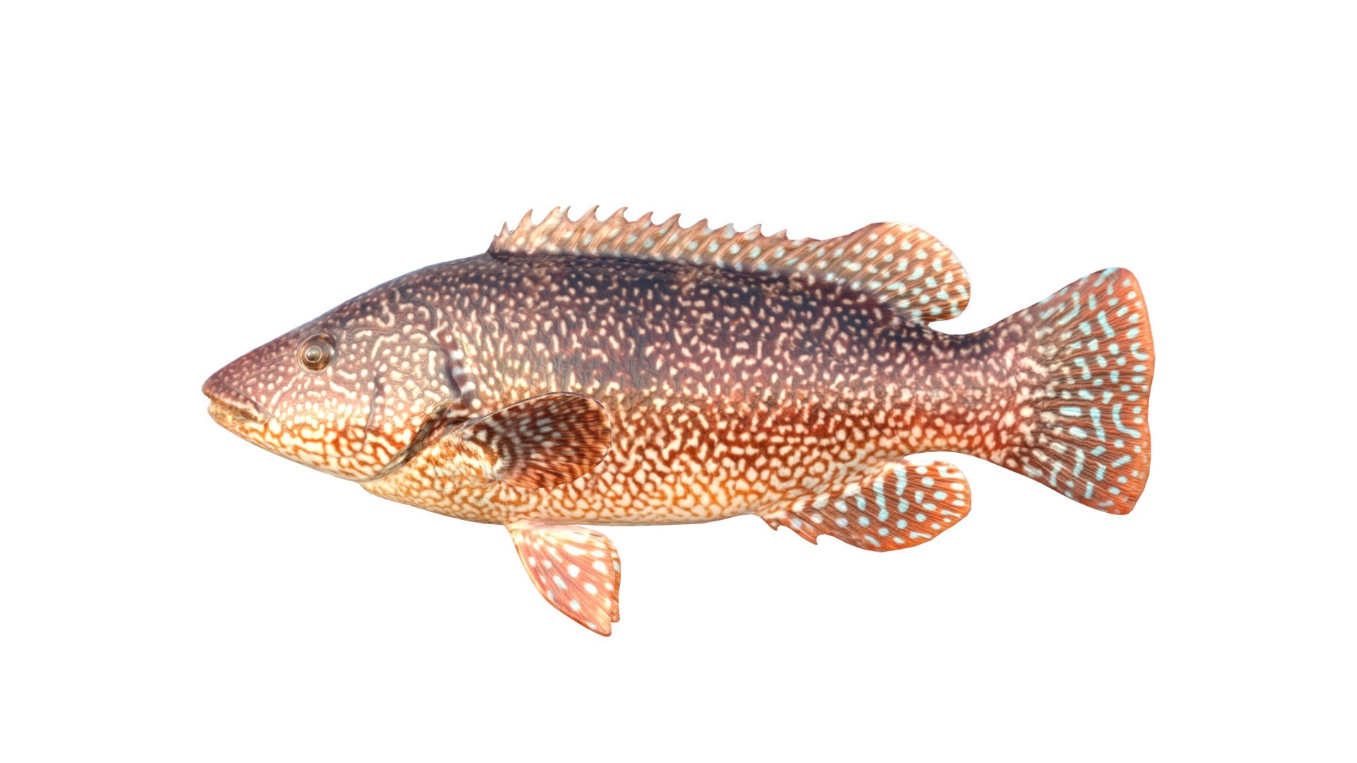 3D Ballan Wrasse Fish Model - TurboSquid 2556811